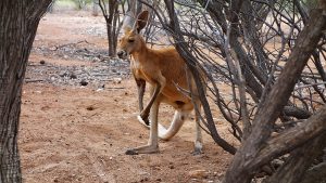 A curious kangaroo, Australia