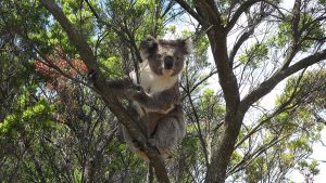 A posing koala, Otway National Park, Australia