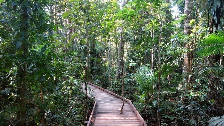 Daintree Rainforest, Queensland, Australia