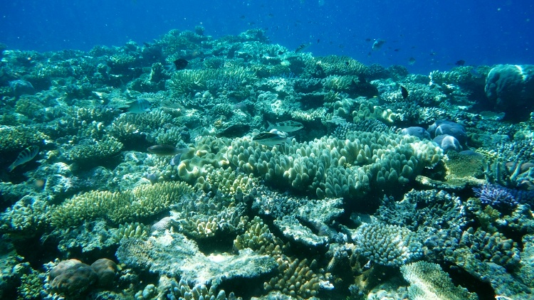 Great Barrier Reef, Queensland, Australia