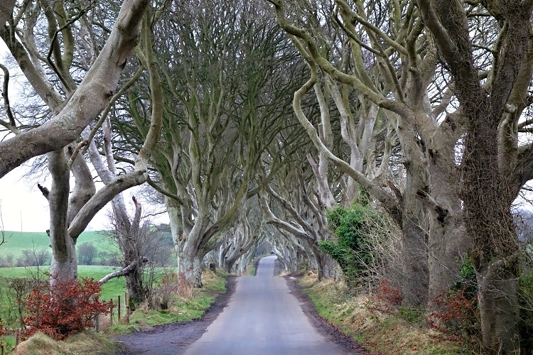 Driving abroad is more stressful for everyone (Dark Hedges, Northern Ireland)