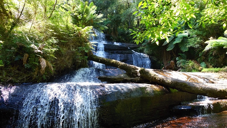 Start with putting a small amount of money aside every month (Great Otway National Park, Victoria, Australia)