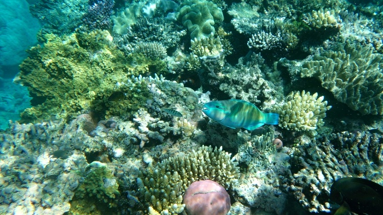 Great Barrier Reef, Queensland, Australia