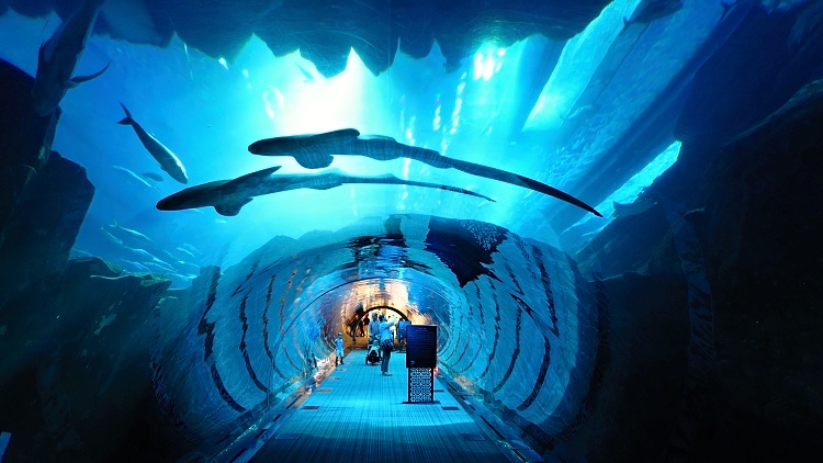 Dubai Aquarium - the city keeps its visitors entertained in any type of weather