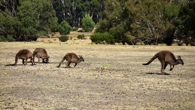 There really are kangaroos on Kangaroo Island!