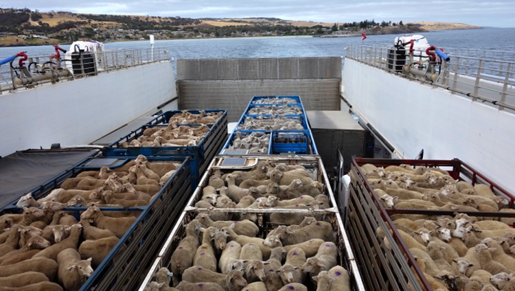 Taking the ferry to Kangaroo Island is an experience of its own