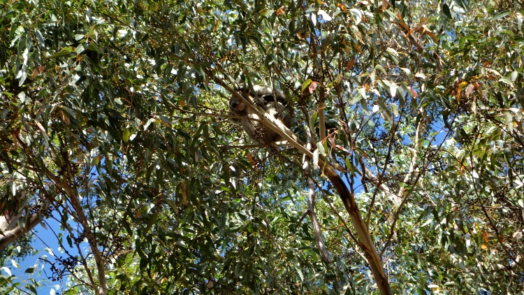 Look up to spot cute koalas!