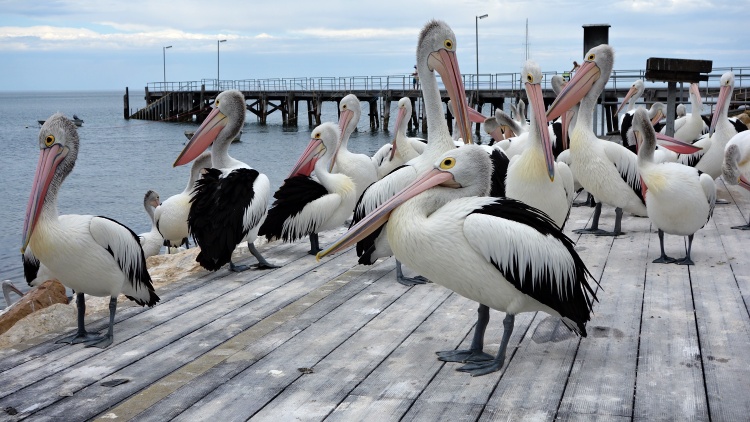 You might still see some pelicans at the Kingscote Wharf