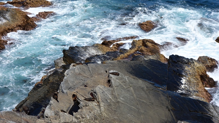 You can watch seals in their natural habitat near the Admirals Arch