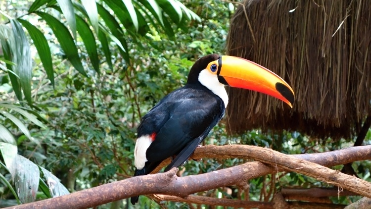 Parque das Aves is the largest Bird Park in Latin America