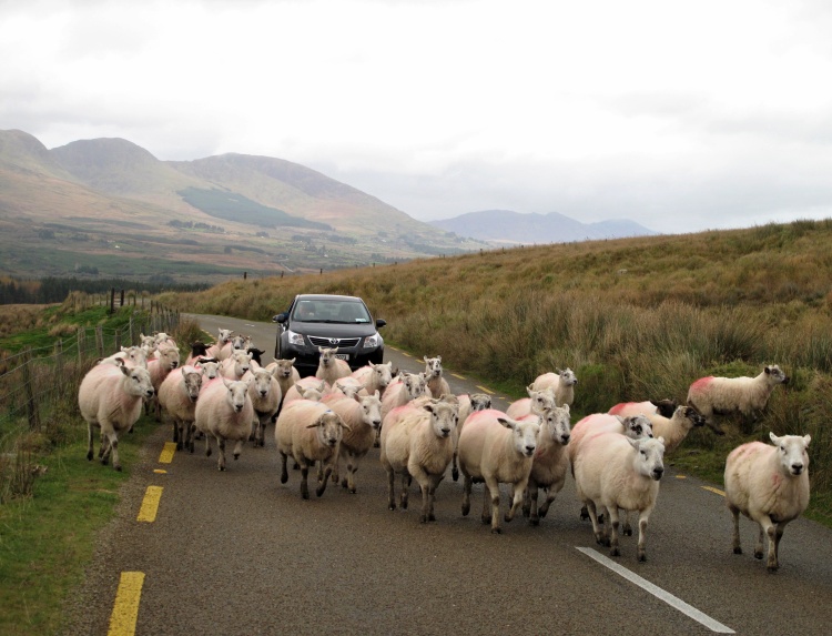 A usual sight in County Kerry