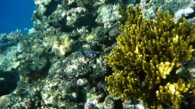 Seeing the Great Barrier Reef is an unforgettable experience